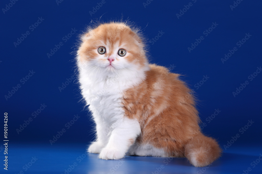Cute red kitten on a blue background