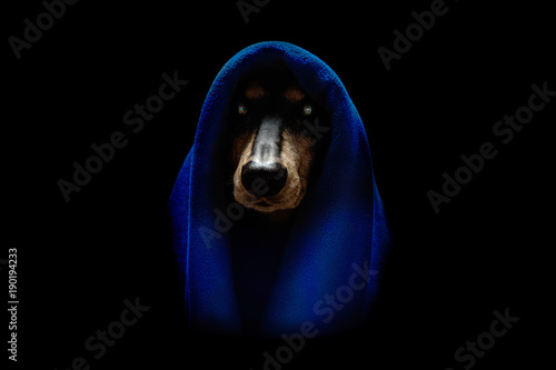 Deutscher Pinscher  als Sith. Aus dem Film Krieg der Sterne. photo