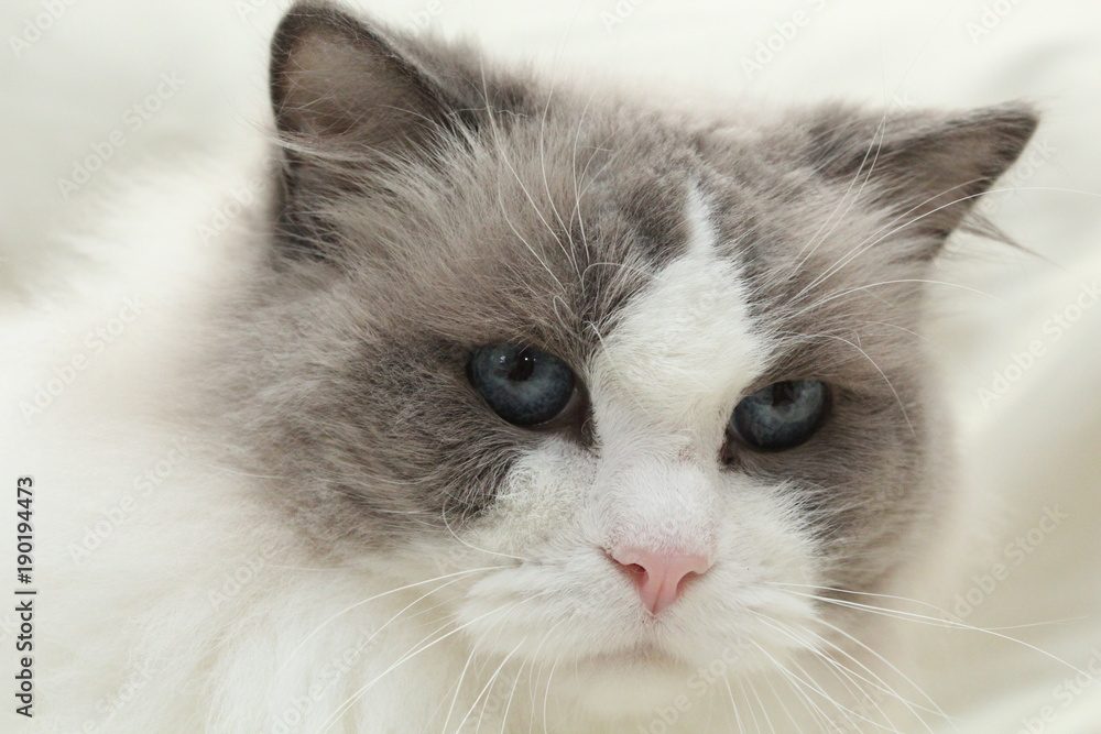 Fototapeta premium 猫