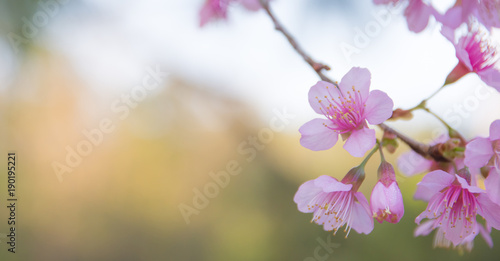 Beautiful Wild Himalayan Cherry blossom  Thai Sakura flower. 