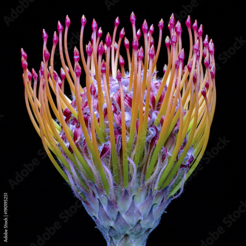 protea. on black