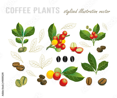 Collection of coffee beans on a branch of coffee tree