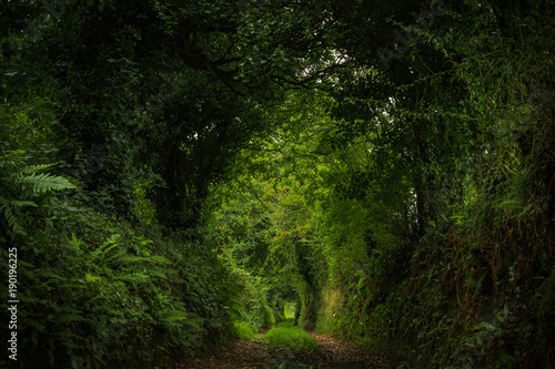 Verzauberter Pfad im Märchenwald (Irland)