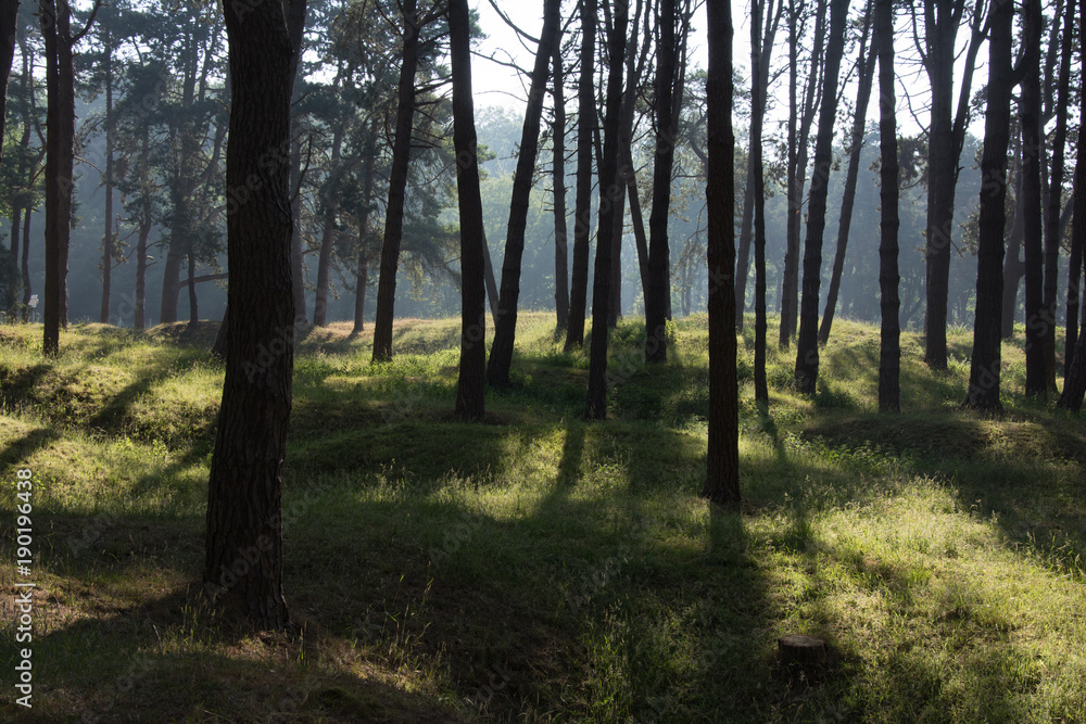 Vimy Ridge woods and trenches France Vimy Ridge woods and trenches France