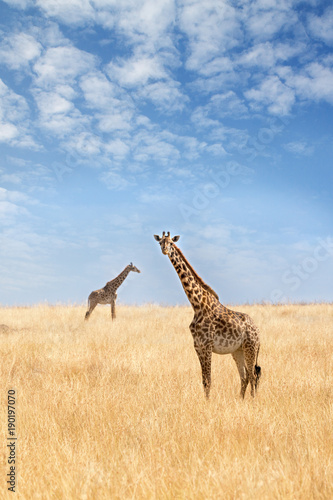 Two giraffes in the Masai Mara
