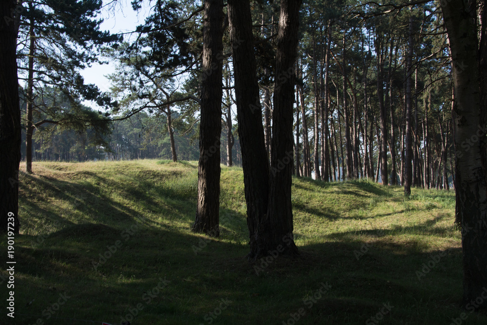 Vimy Ridge woods and trenches France
