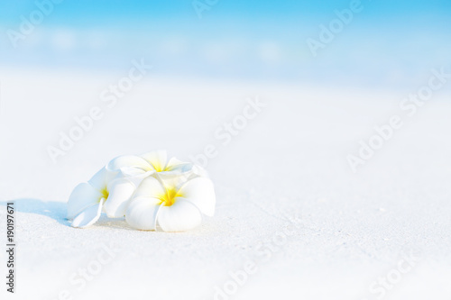 White plumeria flowers on tropical beach © photopixel