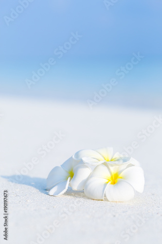 White plumeria flowers on tropical beach © photopixel