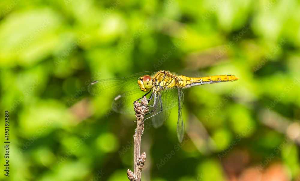 Dragonfly in their natural environment Dragonfly in their natural environment