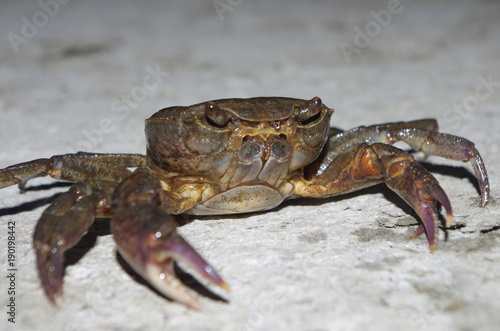 Crab looks evil