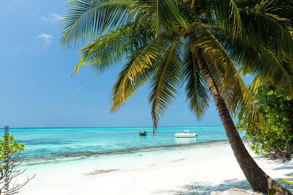 Coconut palm trees on seaside