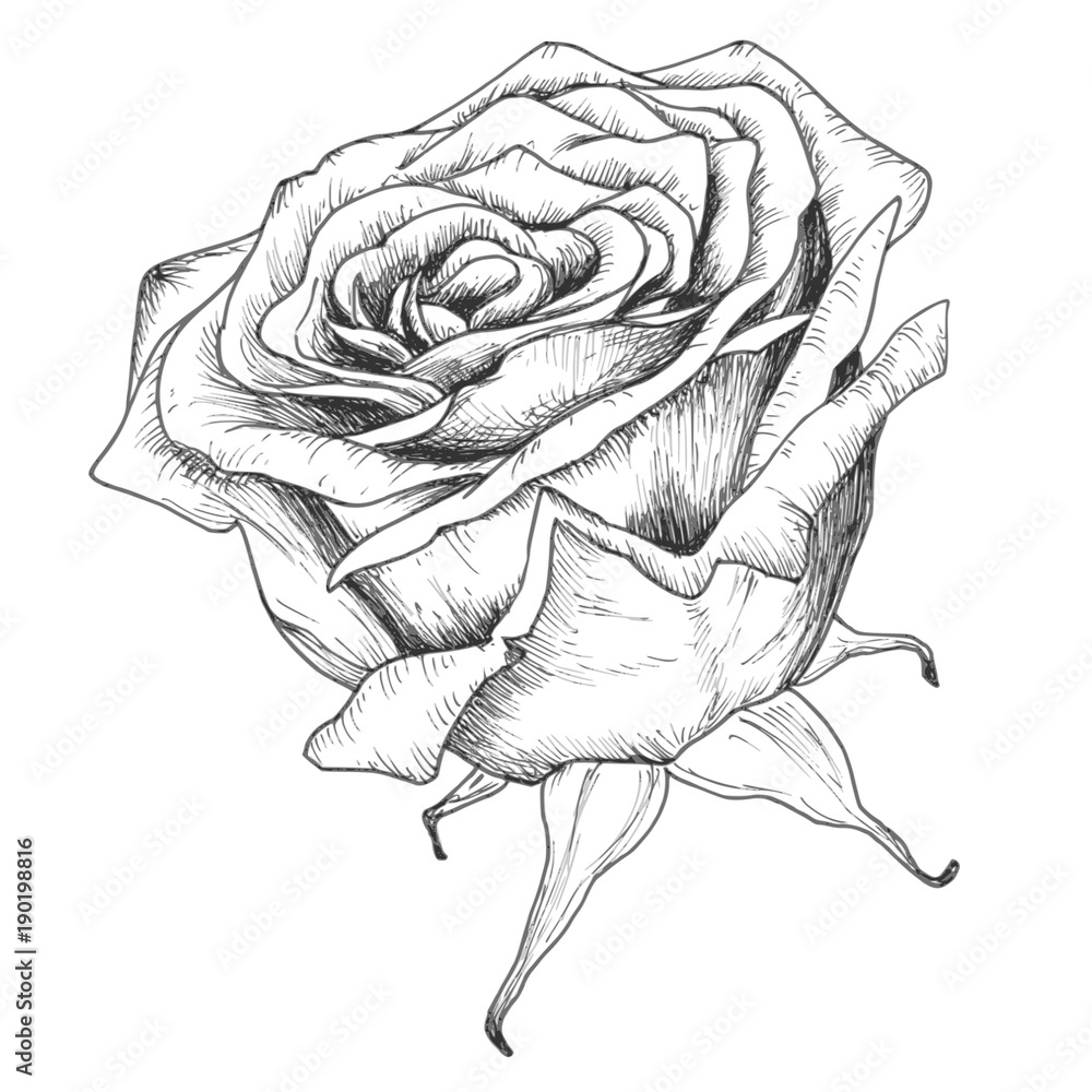 Rose Line Art PNG Transparent, Line Art Of Rose Flower, Rose Drawing, Flower  Drawing, Rose Sketch PNG Image For Free Download