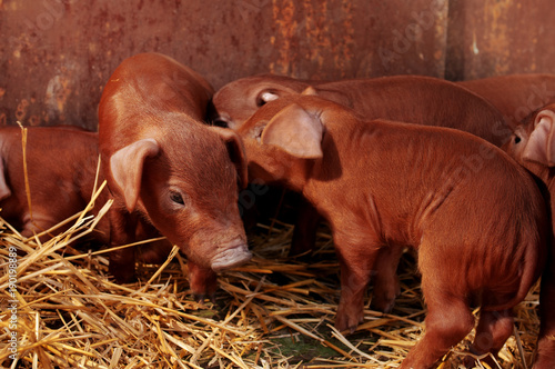 Little red piggys photo