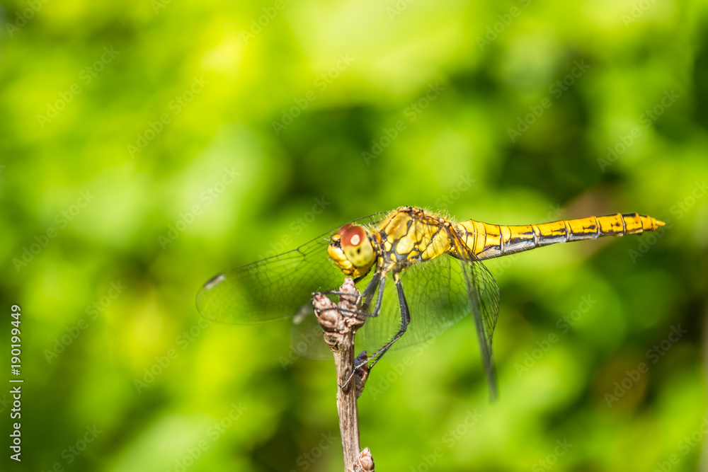 Dragonfly in their natural environment 