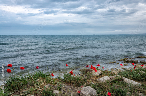 Bright red poppies flowers on the steep bank of the Sevastopol bay of the Black Sea of the Crimea.