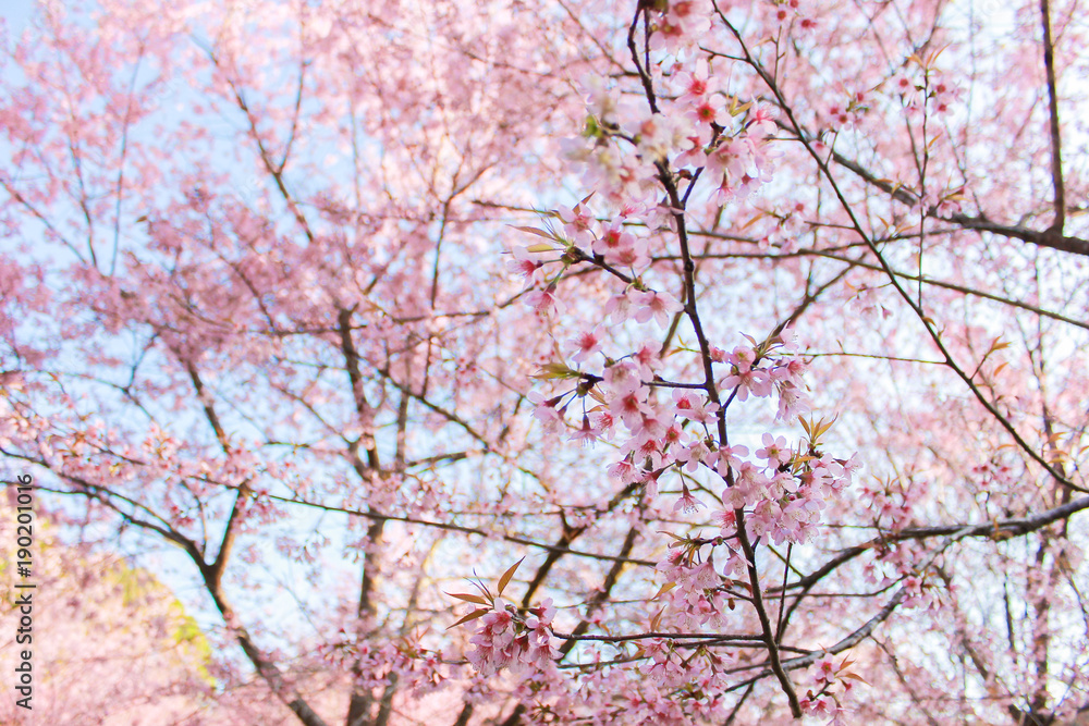 close up chery blossom tree with sky