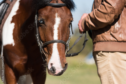 Beautiful portrait of a brown horse © salajean