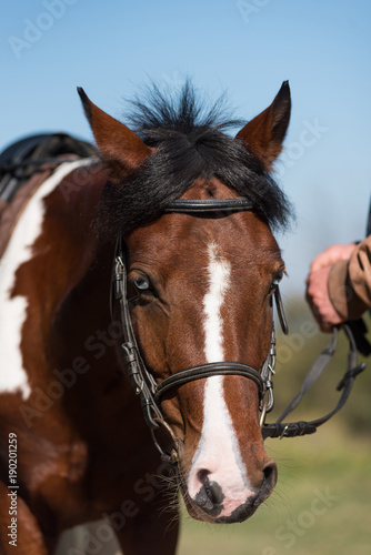 Beautiful portrait of a brown horse © salajean