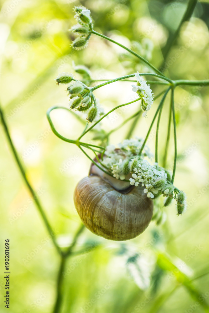 Snail on the grass 