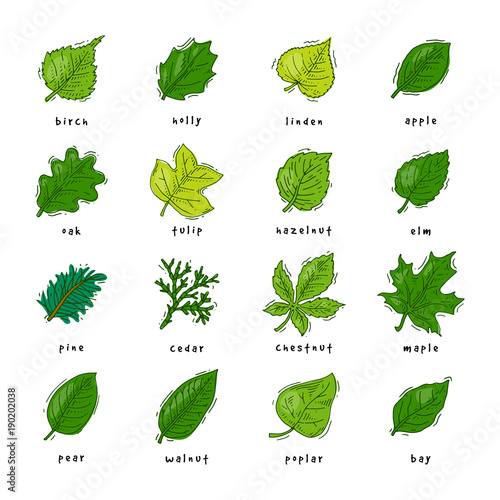 Leaf vector green leaves of trees leafed oak and leafy maple or leafing foliage illustration of leafage in spring set with leafage isolated on white background