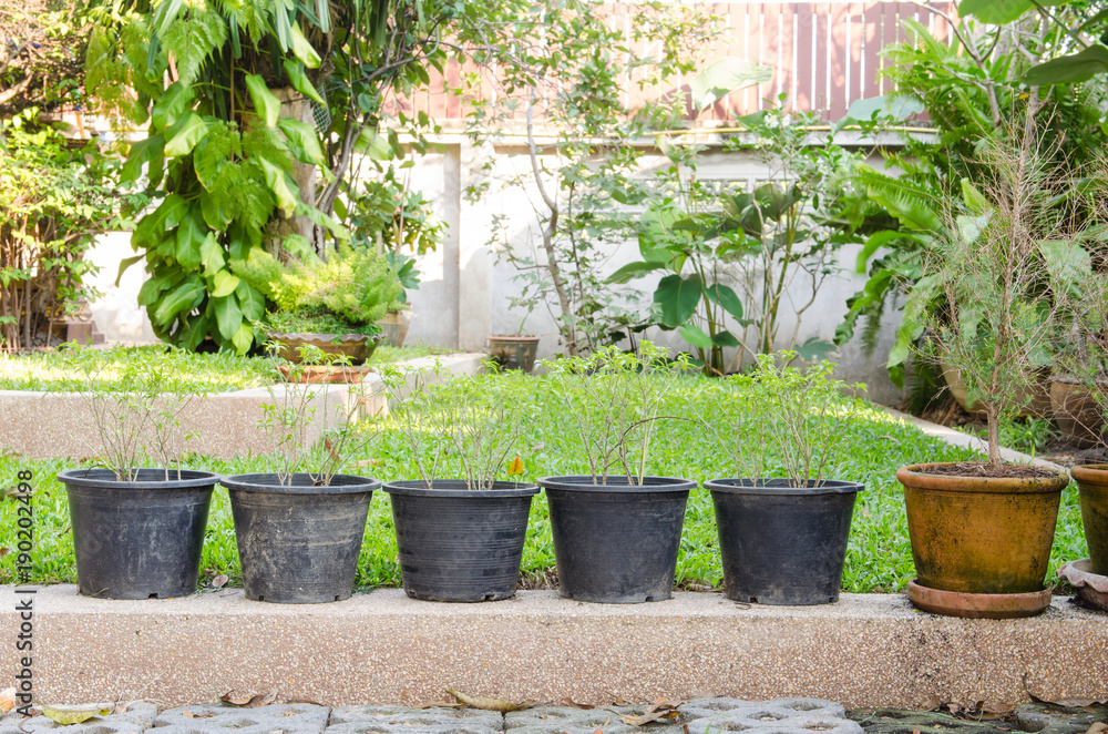 Plant in pot. Plant in pot.
