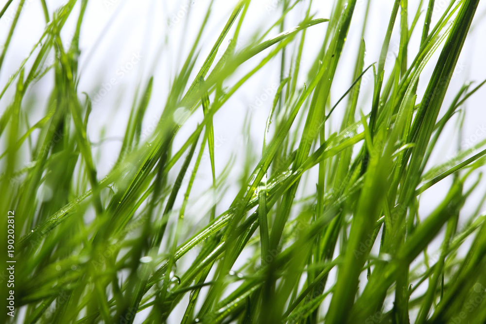 Green grass with dew water drops close-up.Spring background. Concept spring mood Green grass with dew water drops close-up.Spring background. Concept spring mood