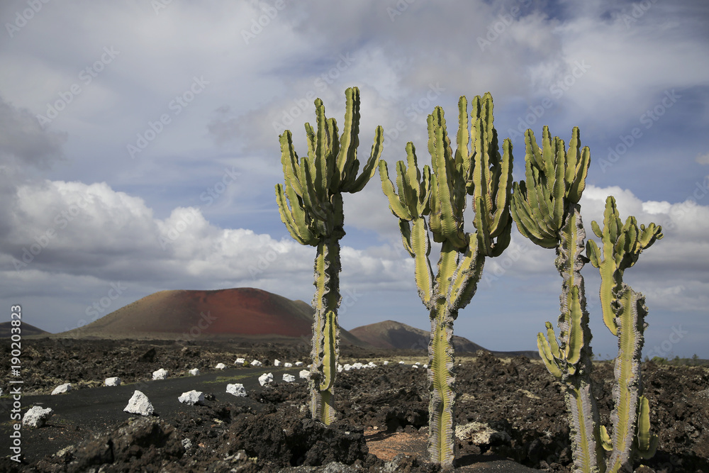 Kanaren-Wolfsmilch (Euphorbia canariensis), Insel Lanzarote, Spanien, Europa Kanaren-Wolfsmilch (Euphorbia canariensis), Insel Lanzarote, Spanien, Europa