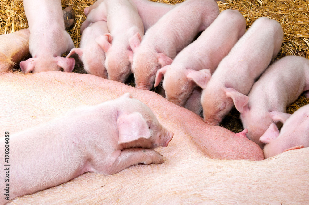Piglets suck milk from a sow Piglets suck milk from a sow
