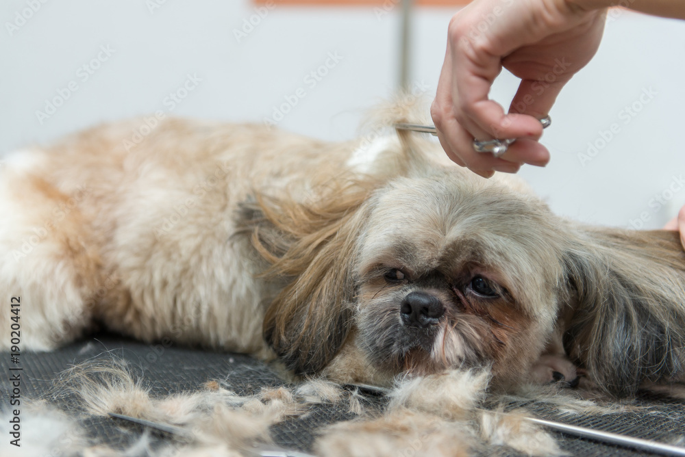 grooming dogs of Shih Tzu breed in professional salon