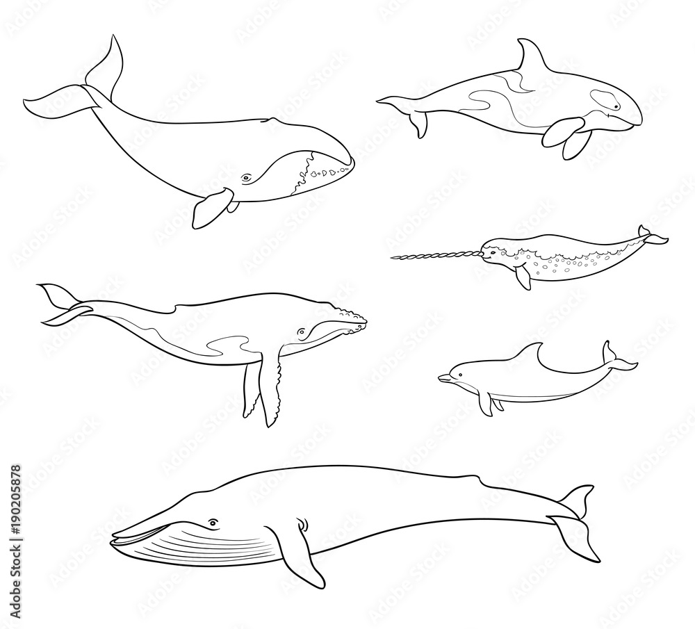 Fototapeta premium Ssaki morskie (walenie) w zarysach - ilustracji wektorowych