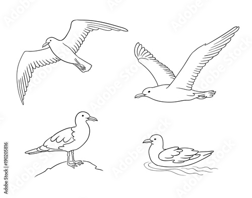Seagulls in outlines - vector illustration