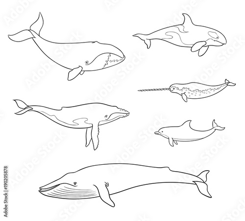 Sea mammals (cetacea) in outlines - vector illustration