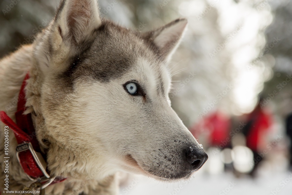 husky husky