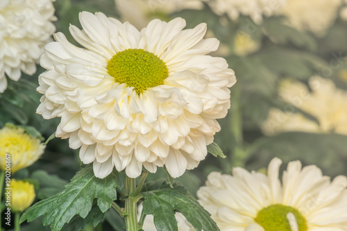 White  chrysanthemum flower. Flower Head Closeup with green background and sunlight  nature wallaper
