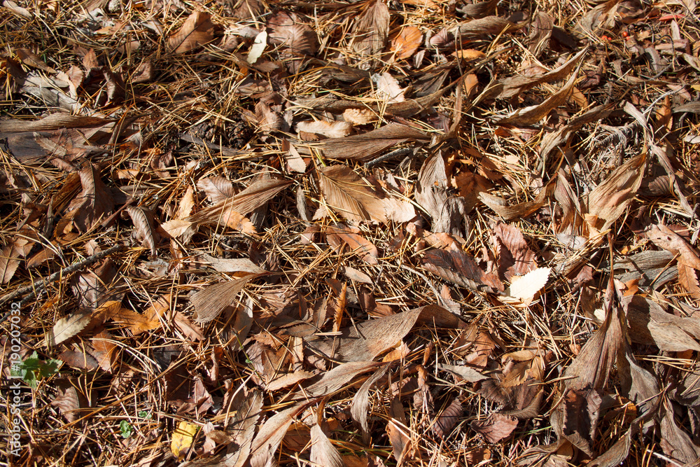 Dry foliage and pine needles are lying on the ground in the park. Beauty in nature.