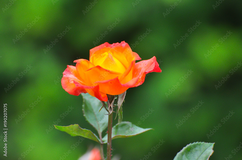 Yellow-orange rose. Beautiful rose with green natural background