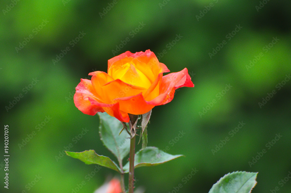 Yellow-orange rose. Beautiful rose with green natural background Yellow-orange rose. Beautiful rose with green natural background