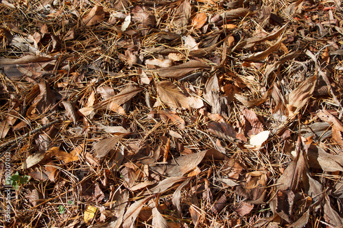 Dry foliage and pine needles are lying on the ground in the park. Beauty in nature.