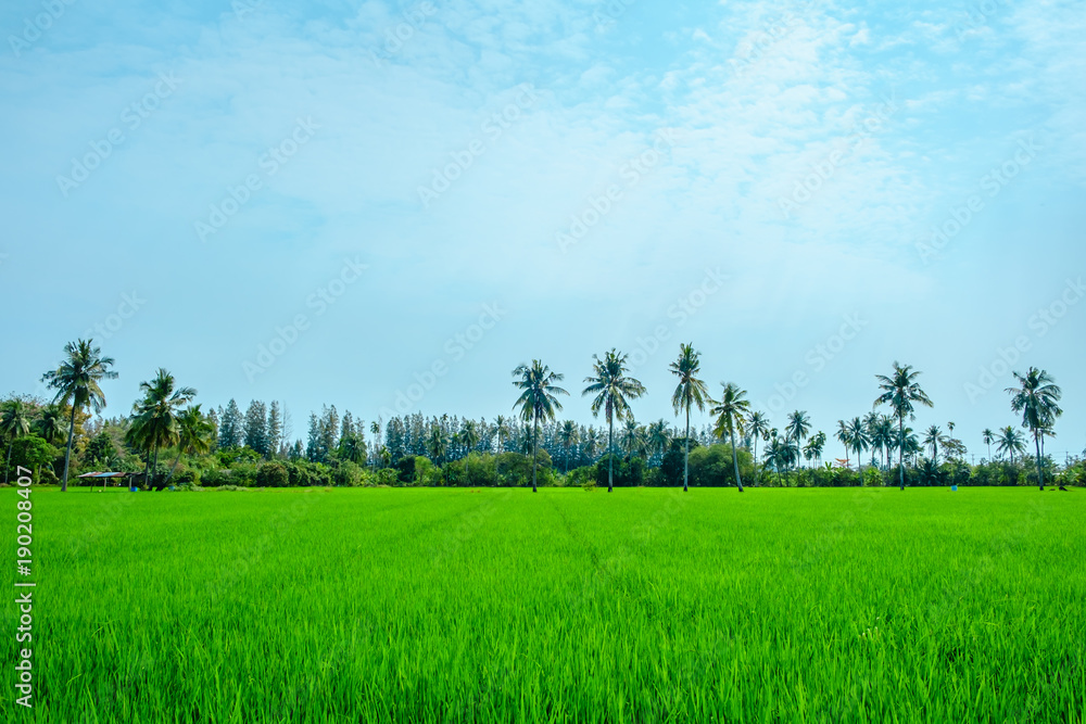 Landscape of natural green paddy or rice field with coconut tree against blue sky background for agriculture concept in Thailand Landscape of natural green paddy or rice field with coconut tree against blue sky background for agriculture concept in Thailand