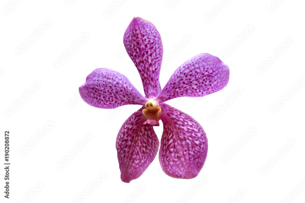Pink Mokaca is isolated on white background, beautiful orchid Pink Mokaca is isolated on white background, beautiful orchid