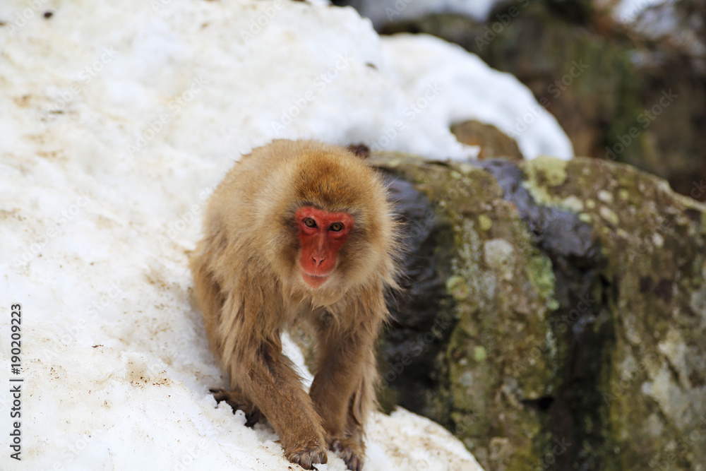 Fototapeta premium ニホンザル