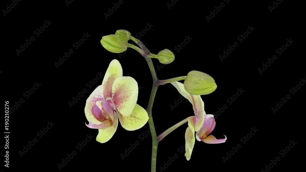Time-lapse of opening Orchid Butterfly 1a1 in PNG+ format with ALPHA transparency channel isolated on black background
