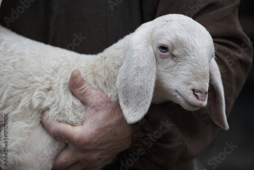 Fotografia, Obraz Close up of lamb in shepherd's arm