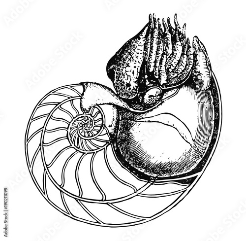 Perlboot - pearly nautilus - pearly nautilus
