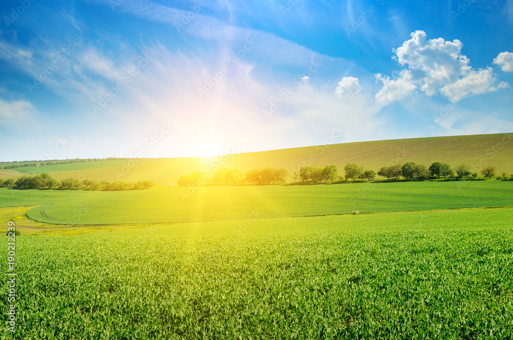 Fototapeta premium Green pea field and sunrise in the blue sky.