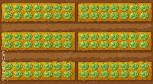 Top view of cabbage garden