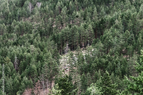 green wood forest conifer trees