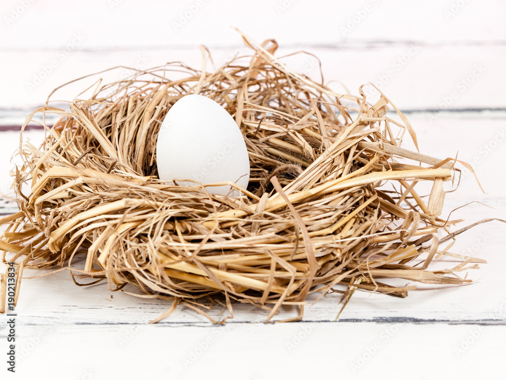 one white unpainted egg in a bird nest one white unpainted egg in a bird nest
