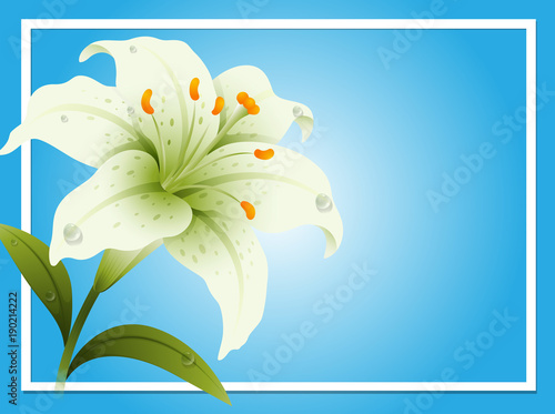 Border template with white lily