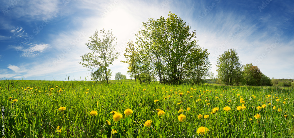 Obraz premium Field with yellow dandelions and blue sky
